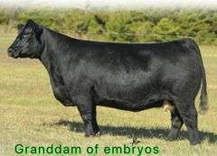 IGWT X MARY LEGEND EMBRYOS