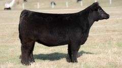 SMITH 276 BRED HEIFER