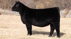 TAG 54 - % SIMMENTAL HEIFER