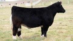 SMITH 286 BRED HEIFER