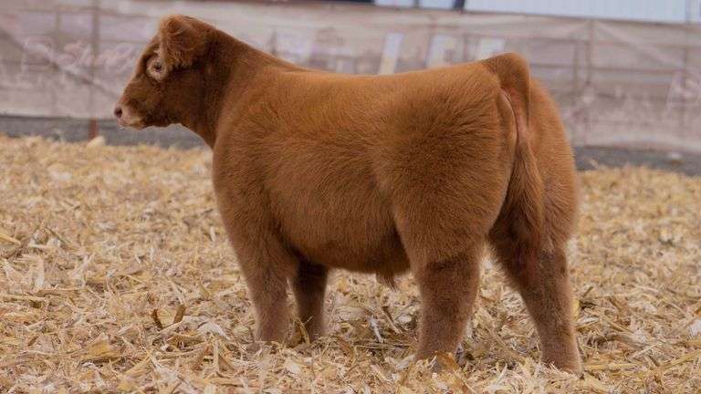 TAG Q202 STEER