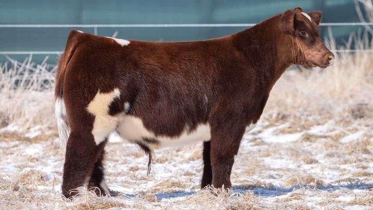 TAG Shorthorn STEER