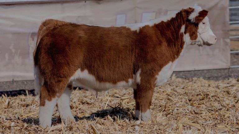 TAG 750 STEER