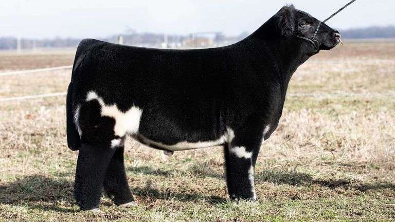 HIA X DIVA EMBRYOS