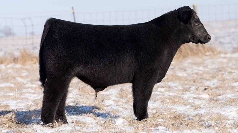 TAG 131 STEER
