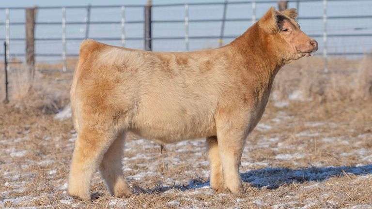 TAG 130 STEER