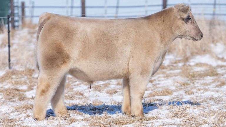 TAG 129 STEER