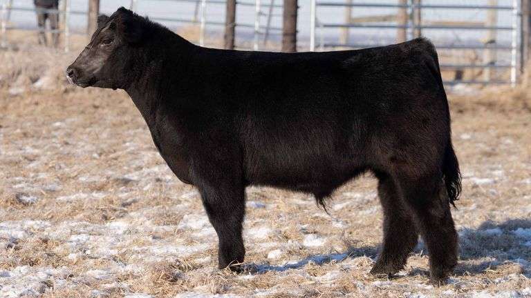 TAG No Tag STEER