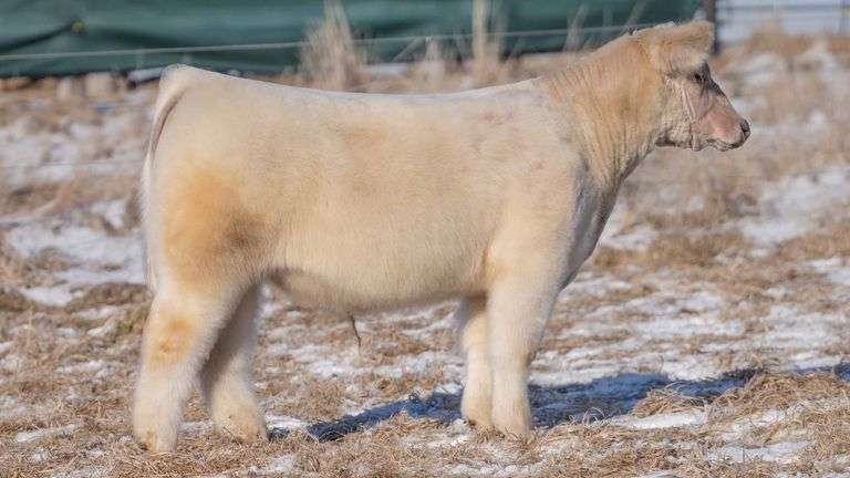 TAG NT White STEER