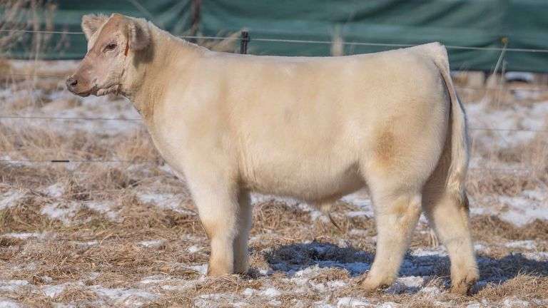 TAG 133 STEER