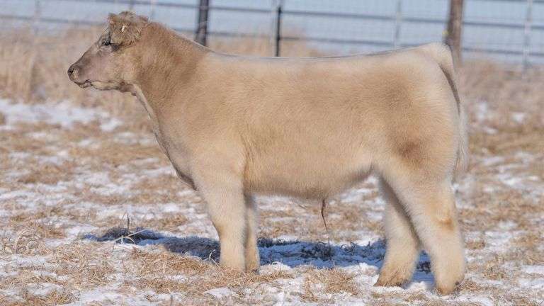 TAG 708E STEER