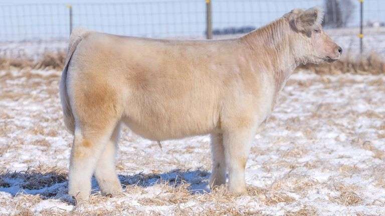 TAG 127 STEER