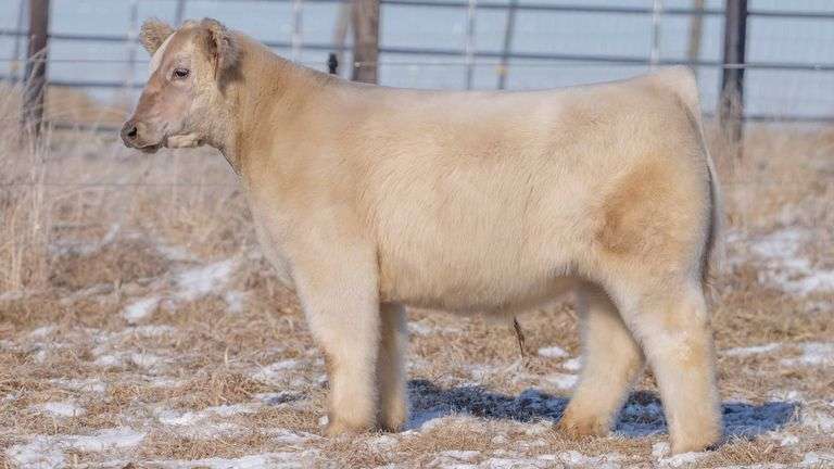 TAG 134 STEER