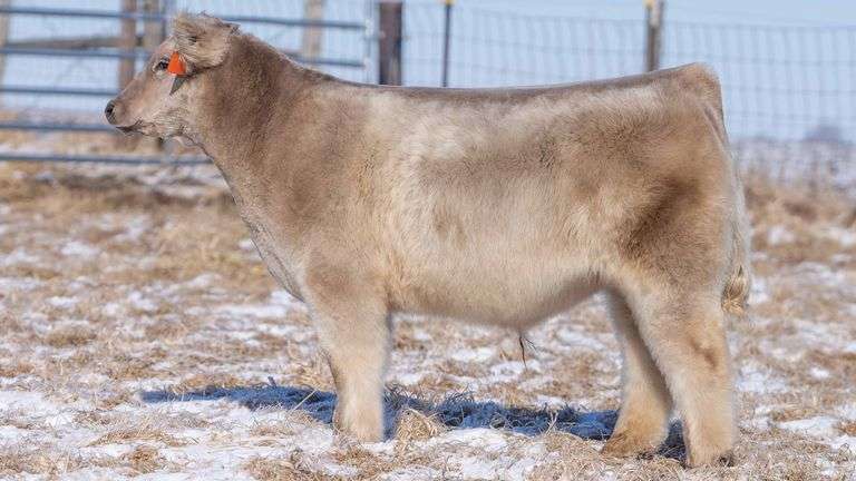 TAG 126 STEER