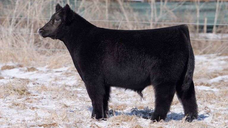 TAG NT black STEER