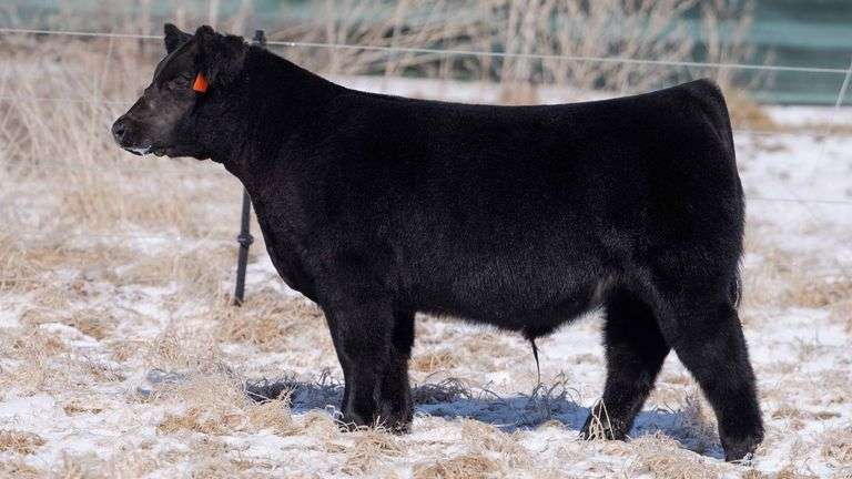 TAG 128 STEER