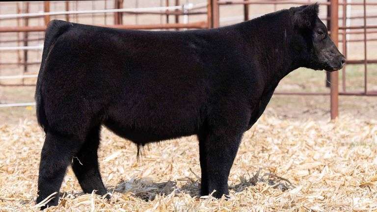 TAG 132 STEER