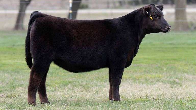 TAG 3471 HEIFER