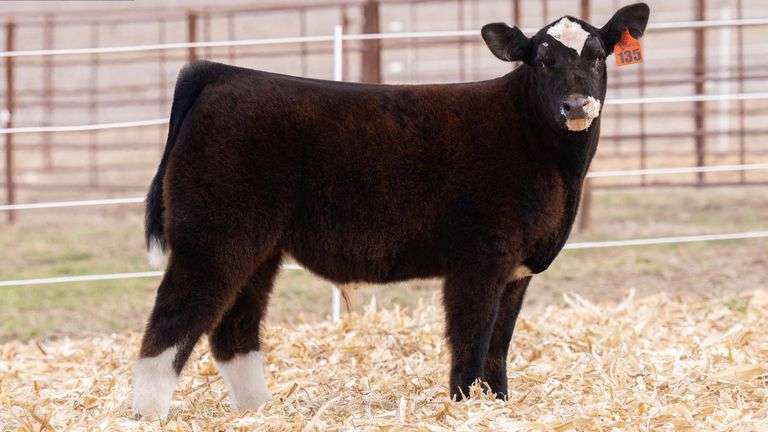 TAG 135 STEER