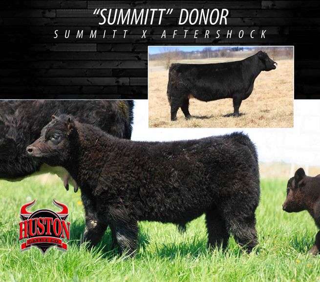 GAIG X SUMMIT EMBRYOS