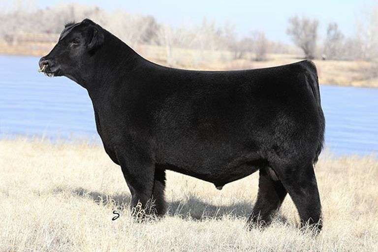 TAG SEXED HEIFER FOLLOW ME SEMEN B SEMEN