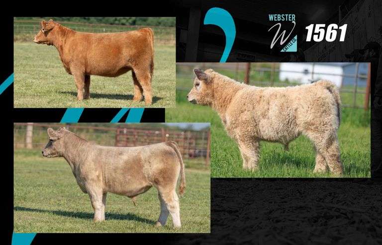 1561 X IGWT EMBRYOS