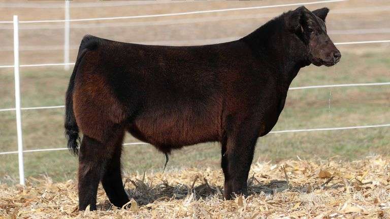 TAG 507 STEER