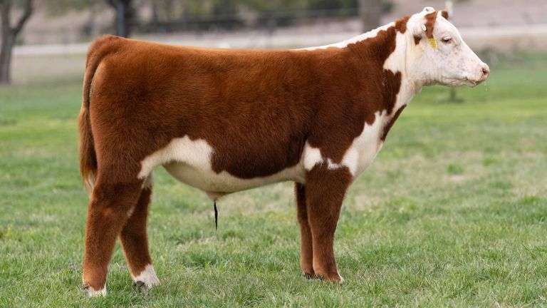 TAG 3477 STEER