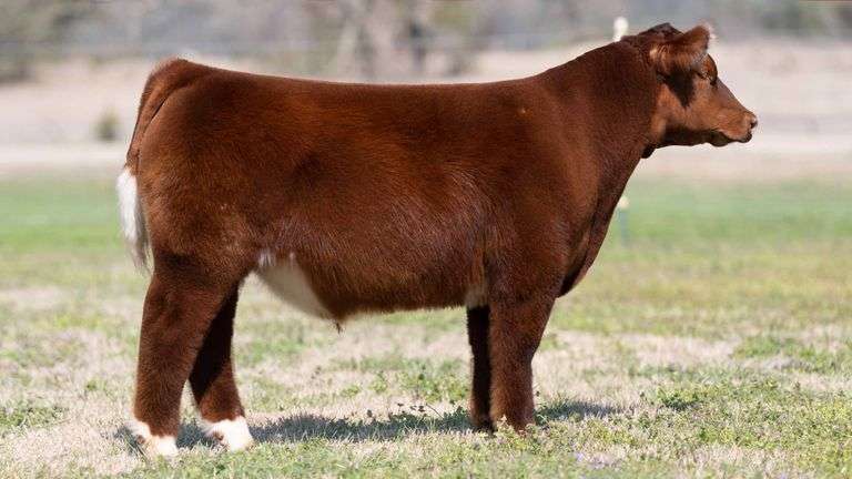 TAG 3620 STEER