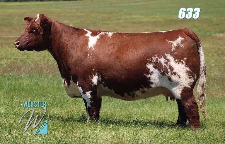 633 X PERFECTION EMBRYOS