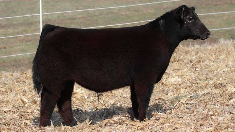 TAG 509 STEER