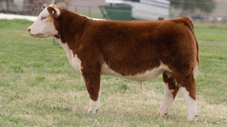 TAG 3622 STEER