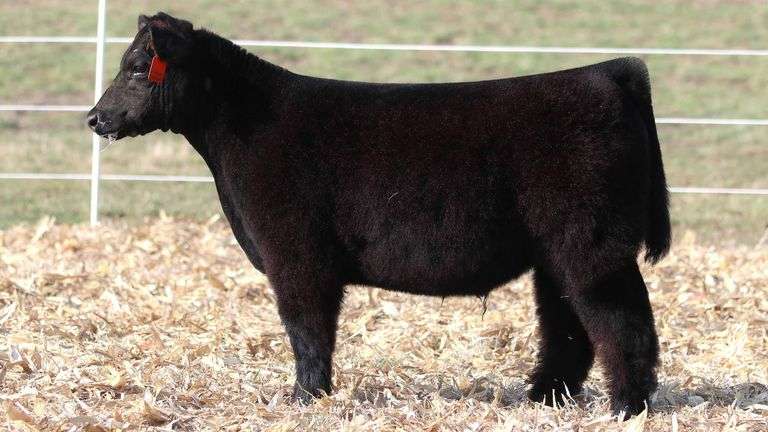 TAG 508 STEER