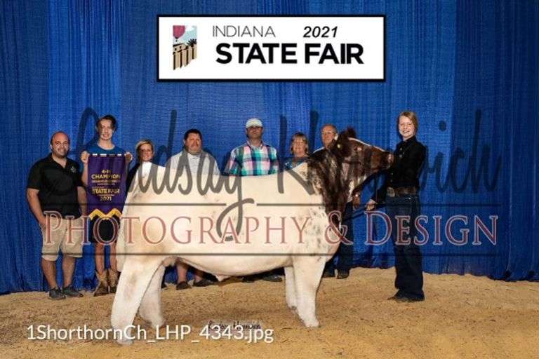 RED WHITE N ROAN X SHORTHORN EMBRYOS