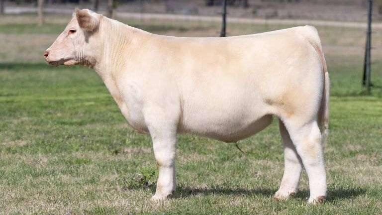 TAG 3608 STEER