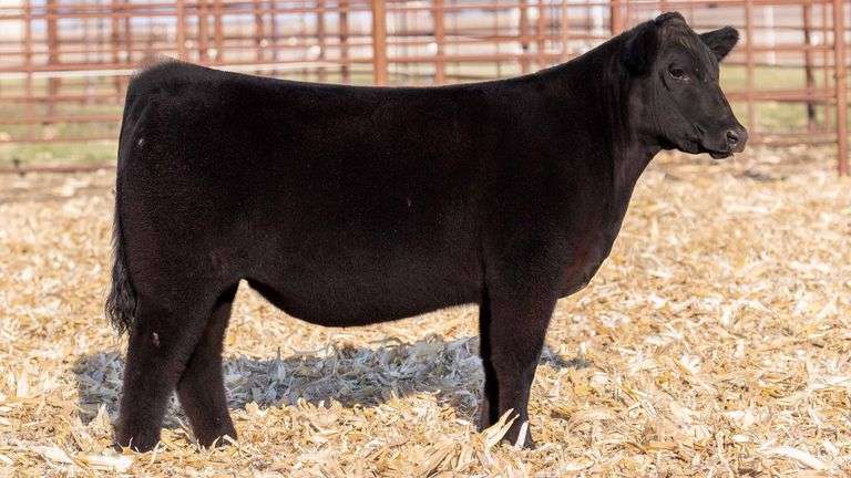 TAG CLASS ON CLASS HEIFER