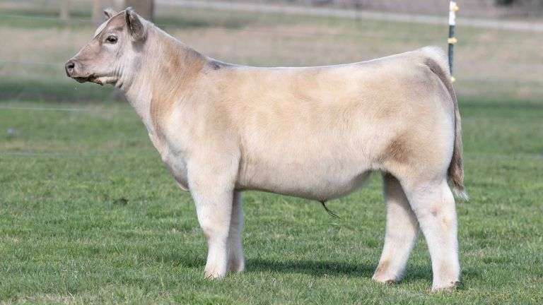 TAG 3631 STEER
