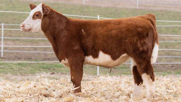 TAG RW STEER
