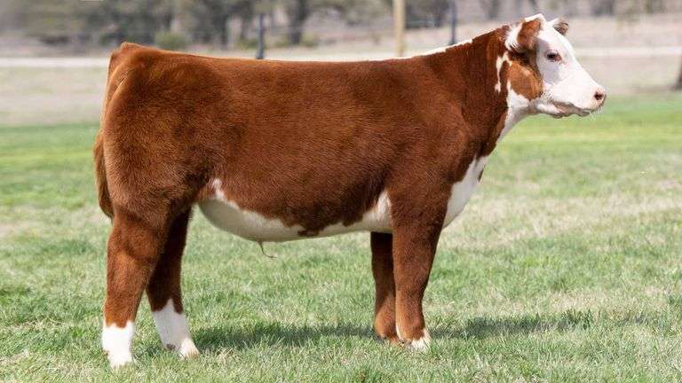TAG 3625 STEER