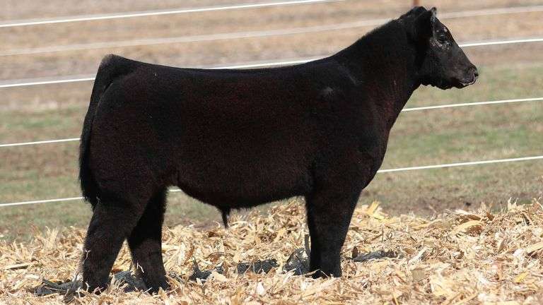 TAG 517 STEER