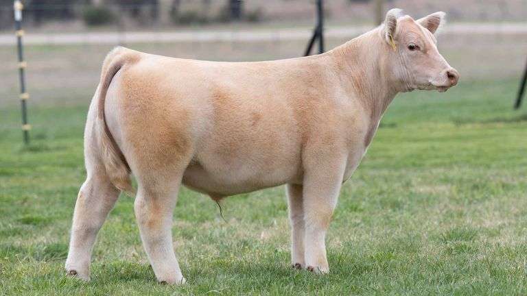 TAG 3457 STEER