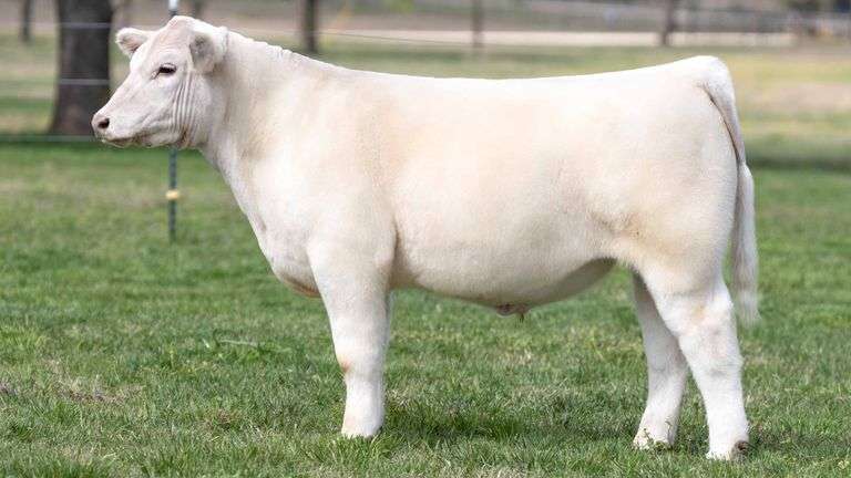 TAG 3610 STEER