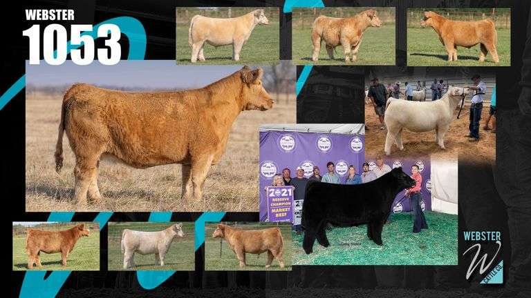 1053 X IGWT EMBRYOS