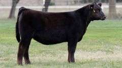 TAG 3471 HEIFER