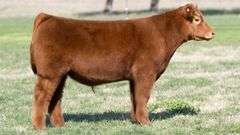 TAG 3624 STEER