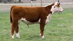 TAG 3469 STEER