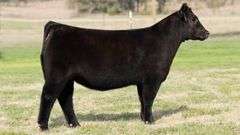 TAG 3430 HEIFER
