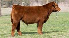 TAG 3629 STEER