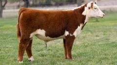 TAG 3477 STEER