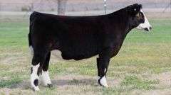 TAG 3440 HEIFER